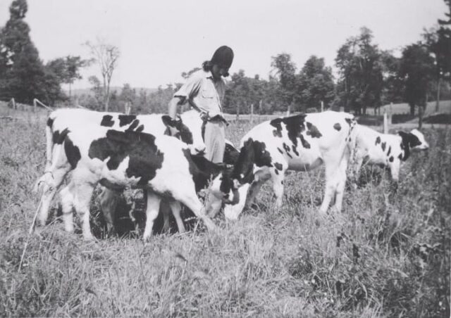 With the monastery`s cows. C.1956