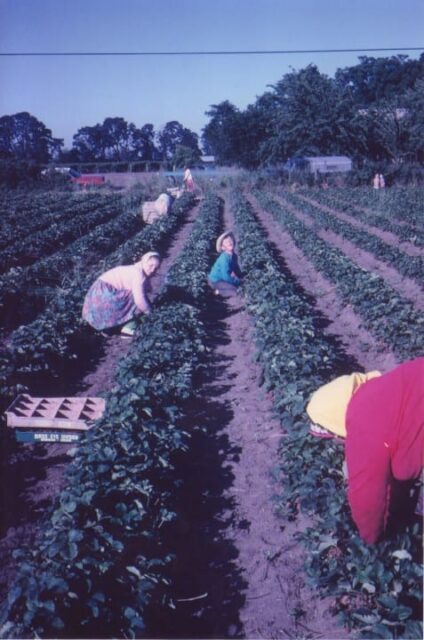 Berry Harvest